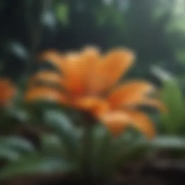 Flora Enigma Flora Enigma