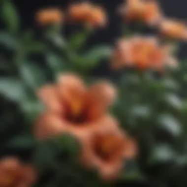 Floral Recognition Floral Recognition